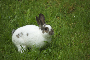 Easter rabbit sitting in fresh spring grass
