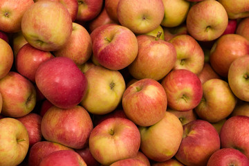 Basket of colorful organic apples during harvest time.