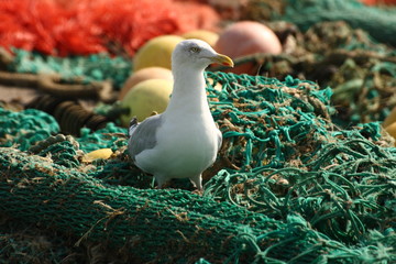 Goéland dans les filets
