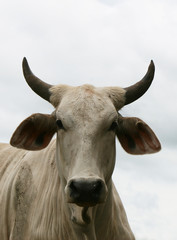 An angry bull staring down at you