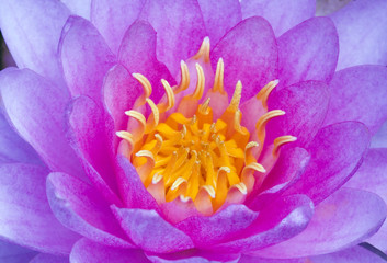 Close-up of a purple water lily flower