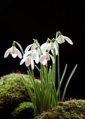 Snowdrops on a Black Background