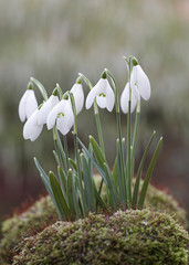 Snowdrop Flowers