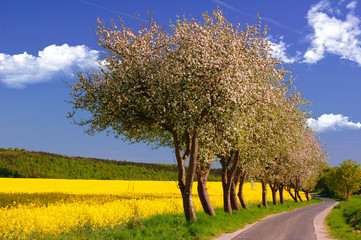 Apfelbäume vor Rapsfeld und blauem Himmel und weißen Wolken