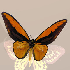 Rendered image of a beautiful butterfly - with Clipping Path