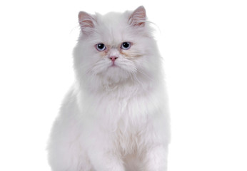 White cat with blue eyes. On a white background