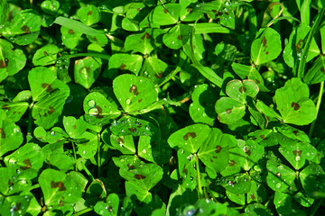 Luck shamrock