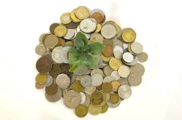 Coins and plant 