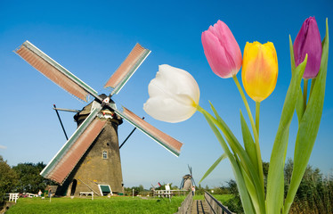 windmill and tulips © Eric Gevaert