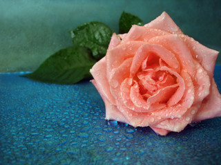 pink rose on blue background with drops of water