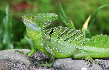 An Emerald Basilisk in Costa Rica