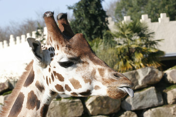 close-up of a giraffe head