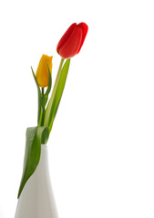 Nice red and yellow tulips, isolated background white