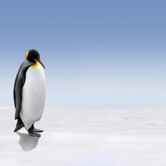 Fototapeta na wymiar Pingwin na Antarktydzie