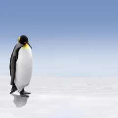 Papier Peint photo autocollant Pingouin Un manchot royal en Antarctique