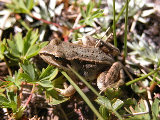 Grenouille rousse