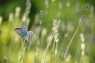 Butterfly is resting on a flower