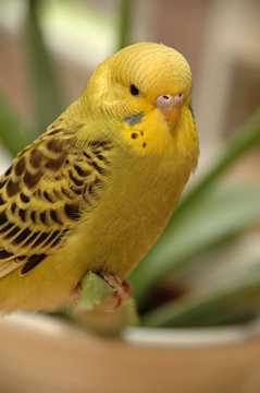 Yellow Budgie Is Resting.