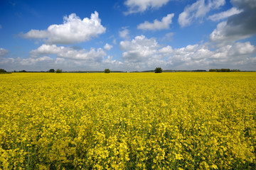 Yellow rape field with blue and cloudy sky.