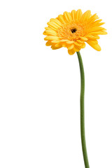 yellow daisy isolated