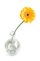yellow daisy in vase isolated