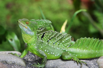 Emerald Double-crested Basilisk in Costa Rica