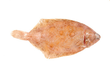 Lemon sole flat fish on white