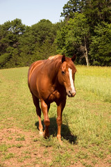 Naklejka na ściany i meble a brown horse walking in a pasture