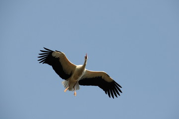 storch