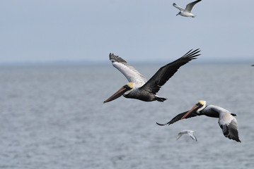 Fototapeta na wymiar pelicans gone fishing