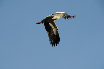 storch
