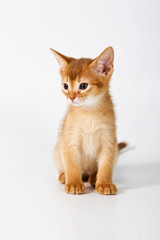 Abyssinian kitten