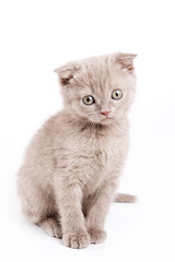Scottish kitten