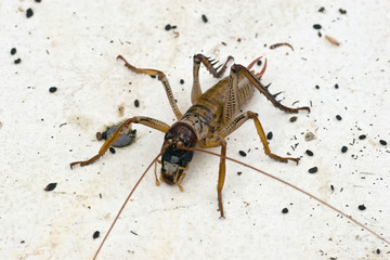 Weta