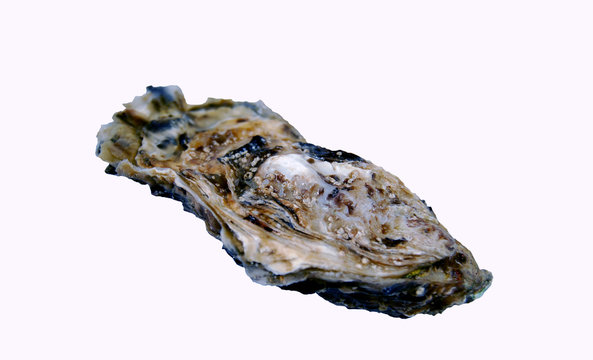 Oyster