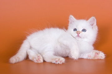 siberian kitten