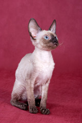 Cornish Rex kitten