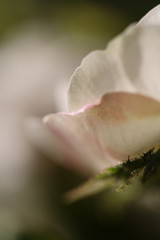 Fototapeta premium 薔薇