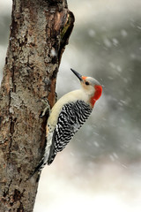 Red-bellied Woodpecker (Melanerpes carolinus) in a Snow Storm