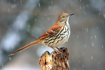 Brown Thrasher (Toxostoma rufum) in a Snow Storm