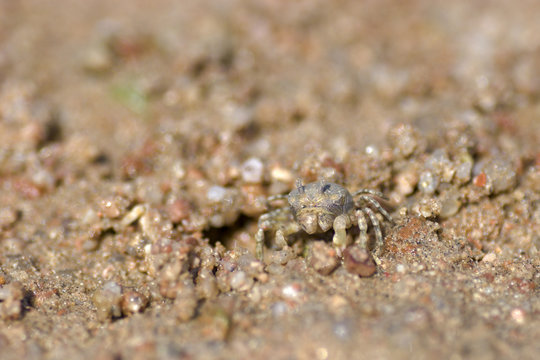 Tiny crab standing on red sand looking at you