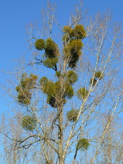 arbre a gui