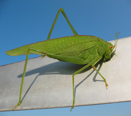 grashüpfer