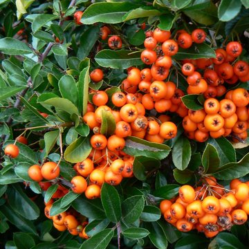 Pyracantha - Fire Thorn,orange Berries