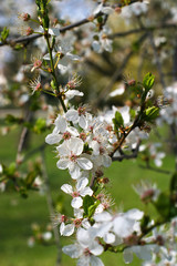 apple blossom 1
