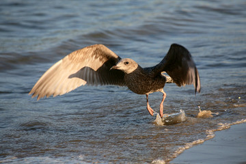 Young Seagull Taking Off