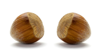 Whole Hazelnuts isolated on white background..
