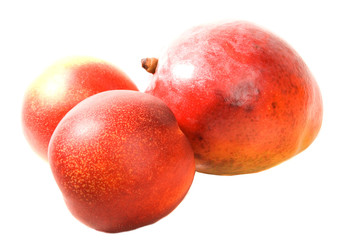 Mango and Nectarines