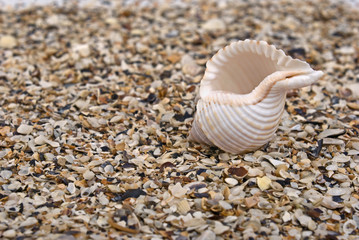 seashell in front of the camera
