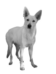 White Shepherd with huge ears